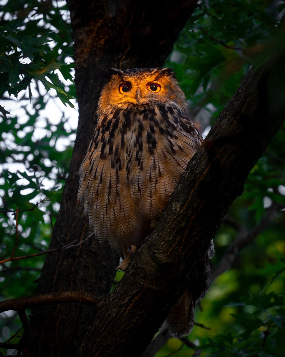 davidlei's tweet photo. Flaco the Eurasian eagle-owl is enjoying his 11th month of freedom today in his new home, the Upper West Side. This is an unpublished photo from Central Park. Flaco looked very serene with the warmth of the sunrise on his face early one June morning. 

#birds #nature #birdcpp https://t.co/c7U3sMTQa9