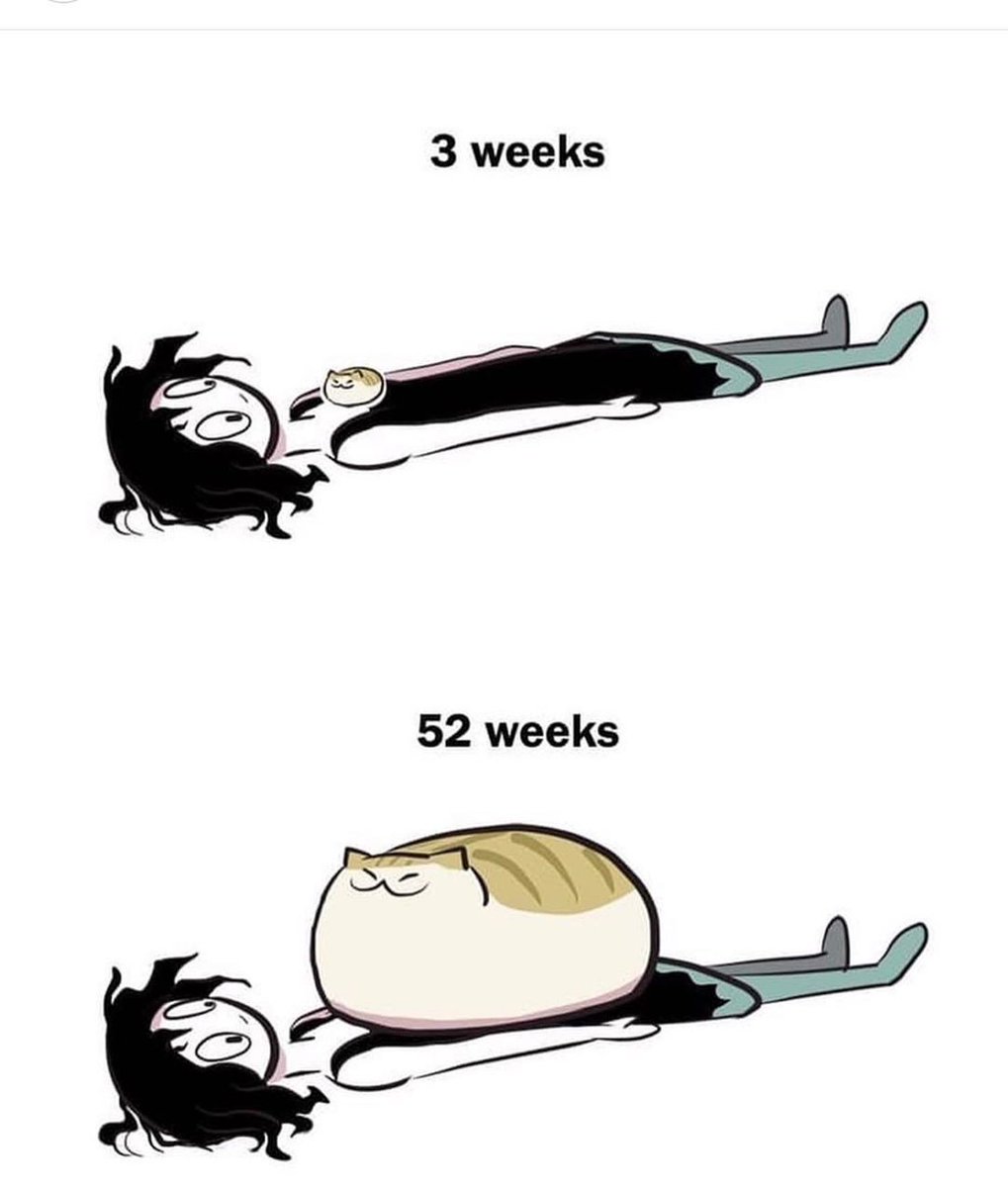 Cats Cure Depression tweet media