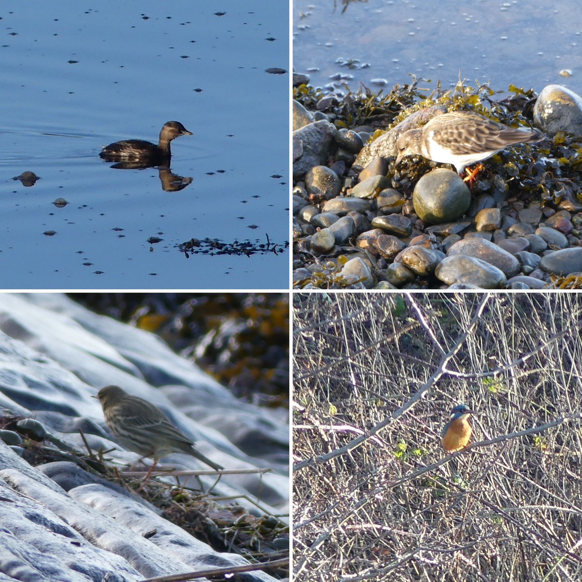 JoshsWildlife's tweet photo. Started my new 2024 #birdlist with 56 species yesterday. Highlights were Greenshank, kingfisher, long-tailed duck, red breasted merganser. These photos were taken at Merkinch. It was fun being in a virtual #birdrace with @RobsBirding @Bird3r &amp; Nicholas  #BirdsSeenIn2024 #birding https://t.co/P0sjtUu4jB
