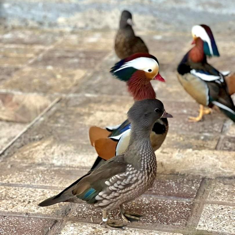 کایلو رن(بن سولو ی سابق) tweet media