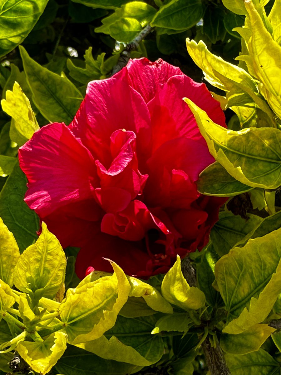 Some colour for those of you who struggle with low light levels in winter like I do❣️☀️🙃

#Flowers #nature #naturelovers #naturephotography #MentalWellness #PositiveVibes