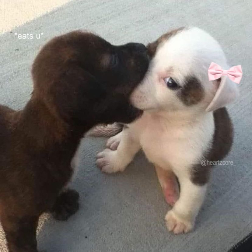 animals wearing bows tweet media