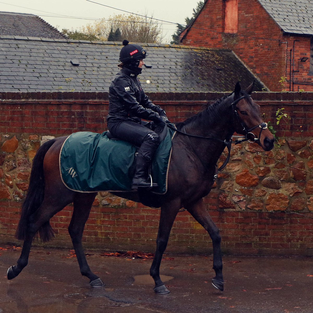 BrodieHampson1's tweet photo. Walkingoneggshells strutting his stuff β¦ #Wally #RainKeepsFalling #Tote π§οΈ @HambletonRacing @ToteRacing https://t.co/MWPoingTrE