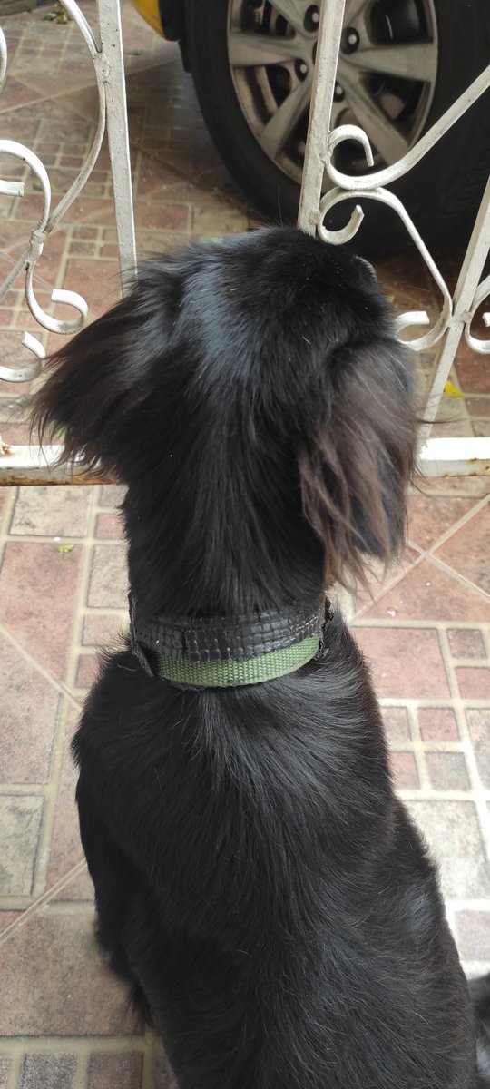 EmergenciasEc's tweet photo. #PerritoEncontrado
Encontrado por la sexta etapa de mucho lote 1. 
Ayuden a compartir para poder ubicar a su familia, gracias https://t.co/bb2f01gwJJ