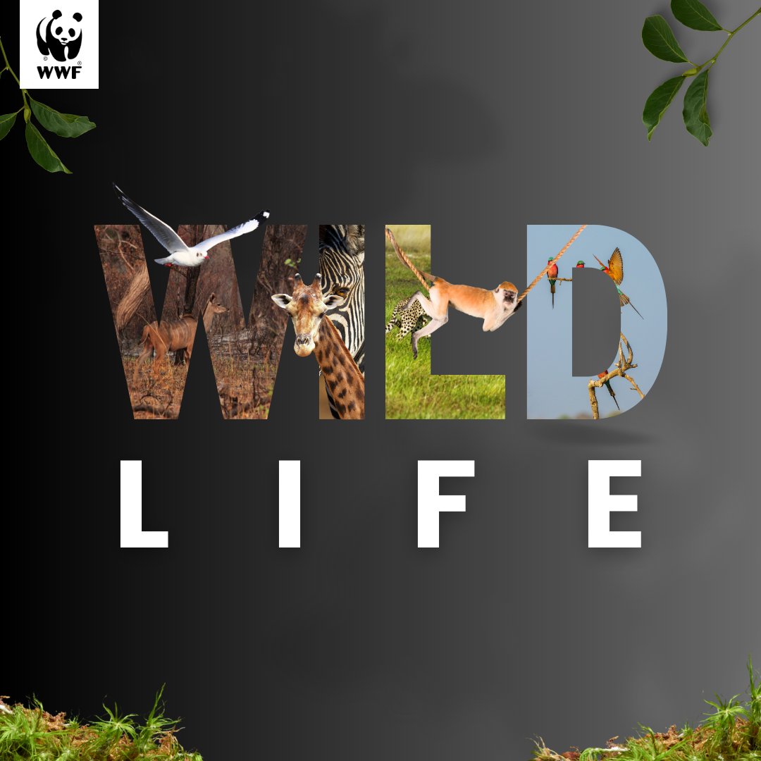 Every species, big or small, contributes to the intricate web of life. At WWF Zambia, we're committed to preserving biodiversity and protecting habitats. Join us in this vital mission! 🦁🌿 
#TogetherPossible
#WildLifeInZambia
#BiodiversityMatters 
#WWFZambia