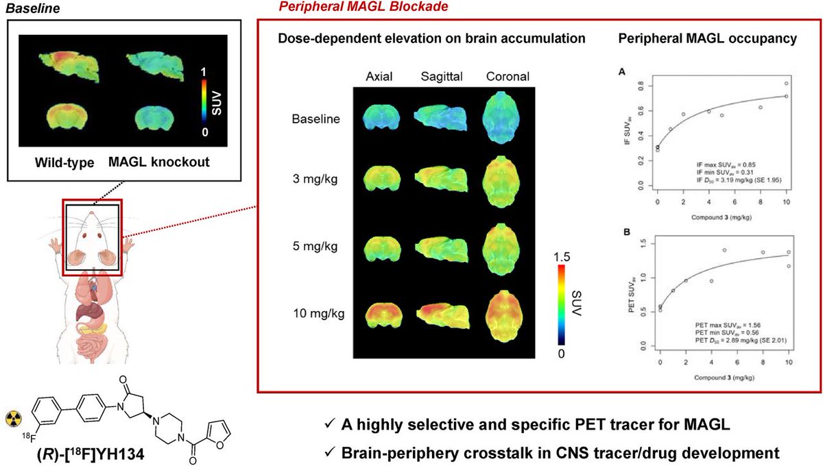 JournalofNucMed's tweet photo. New PET tracer visualizes and quantifies MAGL in preclinical studies and has the potential to enable precision pharmacology during drug development for neurological disorders. https://t.co/UQyv2hACTN

#PETimaging #NuclearMedicine @he_yingfan27720 @LinjingM https://t.co/pEF5f4dXJg