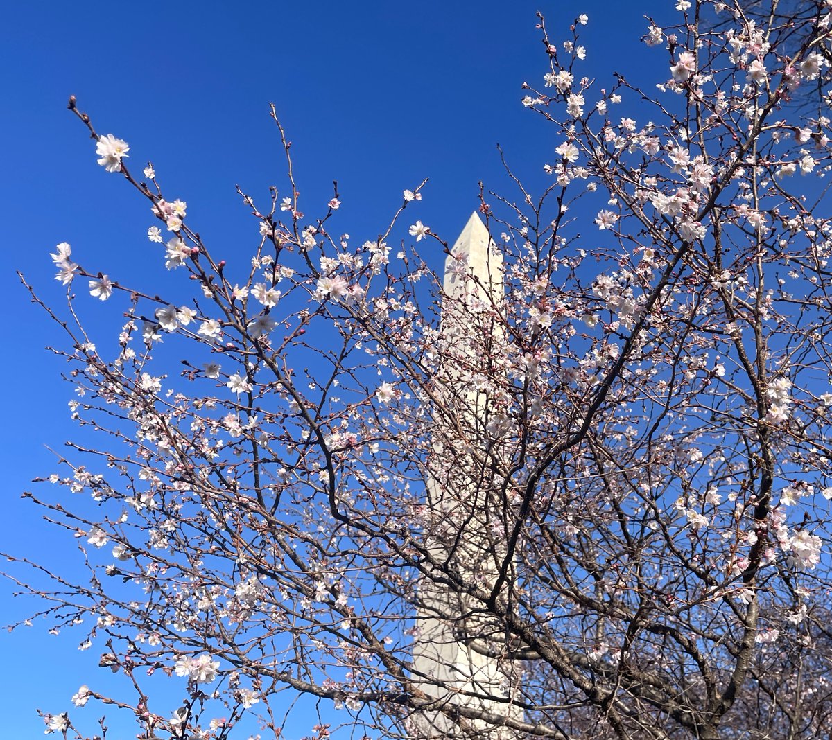 NationalMallNPS's tweet image. It's okay, this is completely normal. This type of cherry tree (Prunus subhirtella var. autumnalis) regularly displays pinkish white blossoms during warm periods in the fall &amp;amp; winter months. They'll bloom again in the spring. See them now on the Washington Monument grounds.🌸🌸🌸