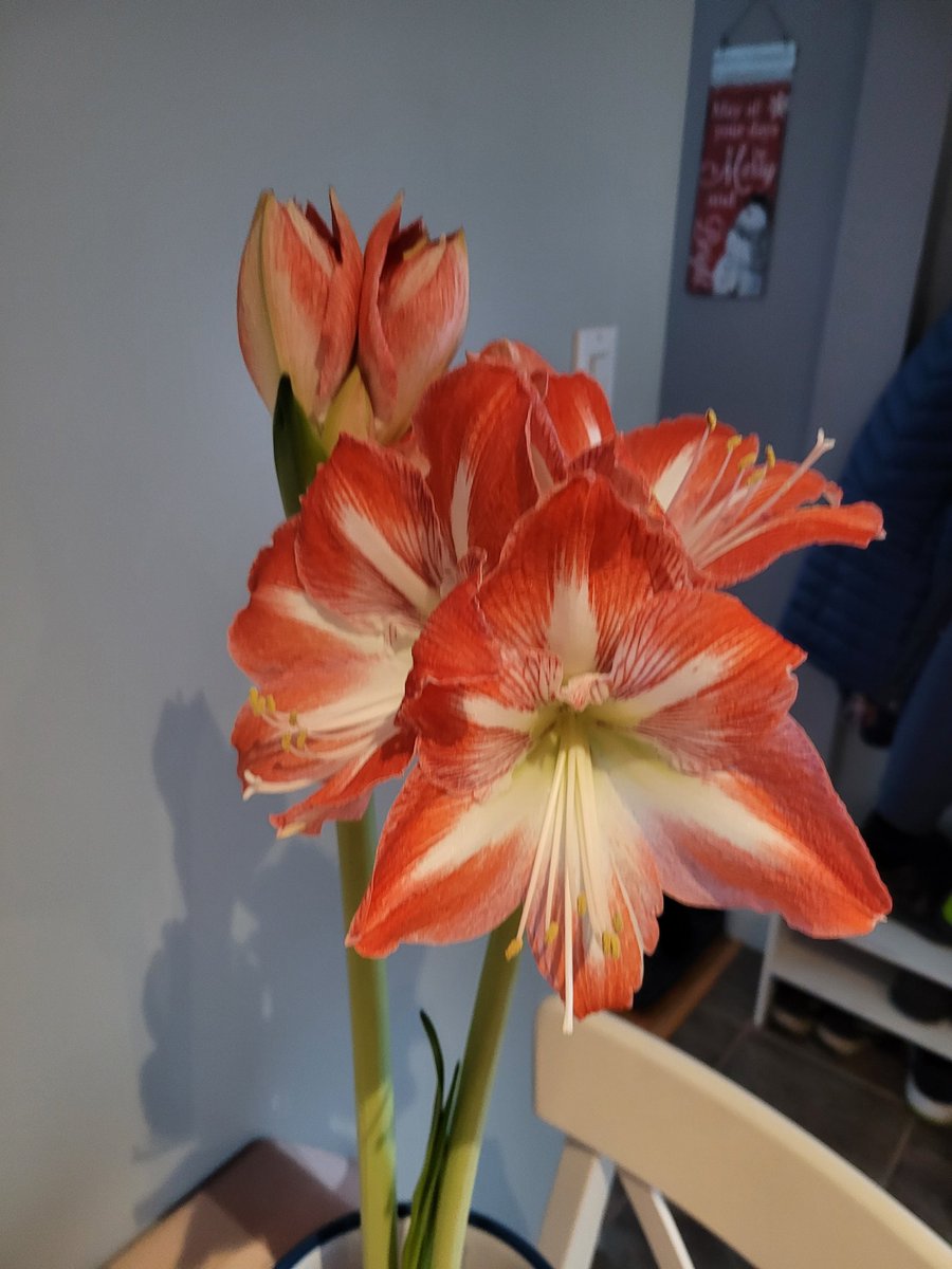 KerriG8's tweet photo. @jennyleeshee They are so pretty! https://t.co/f5JEU5LPzt