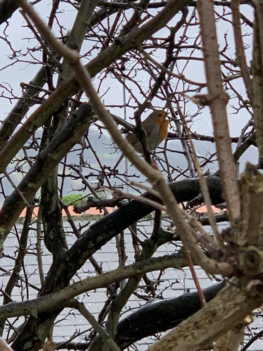 29623 steps on a walk out in the rain along the Liverpool and Leeds canal 👊. Managed to see a #RobinRedBreast on our travels too ⁦❤️ ⁦@CanalRiverTrust⁩