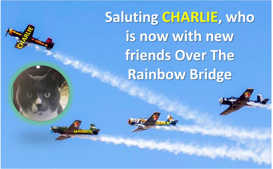 Colonel Maverick & Angel🌈 Colonel Charlie (@topgunkitties) on Twitter photo 