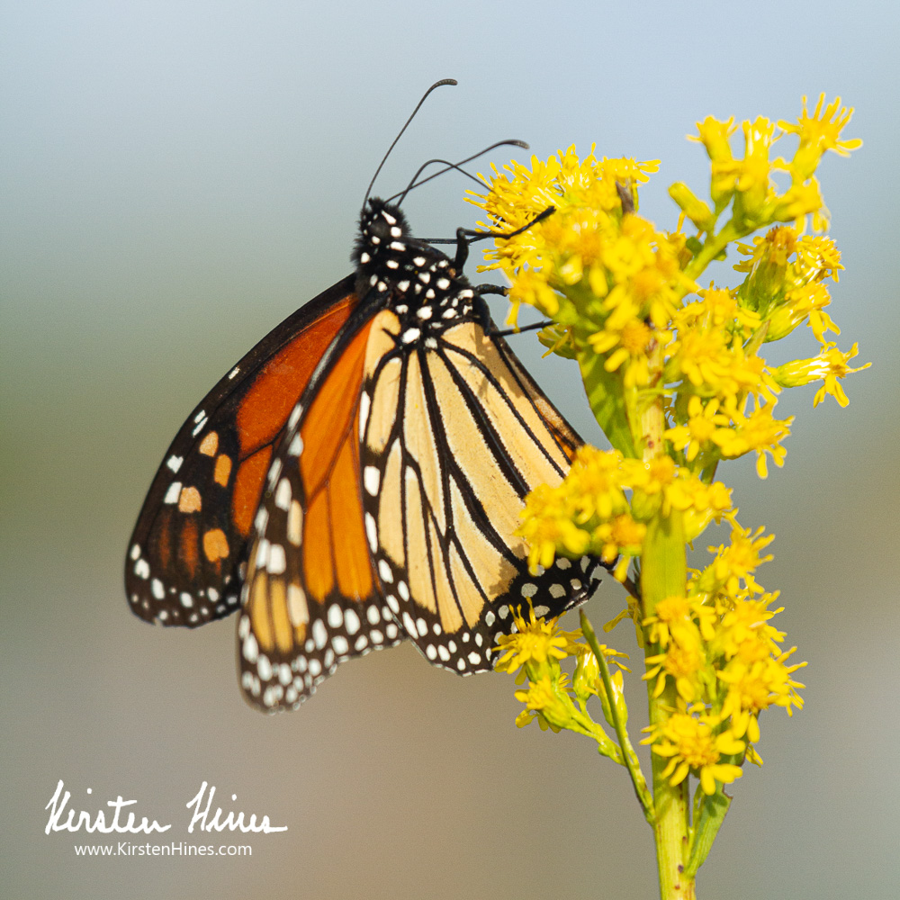 Wishing you all a wonderful 2024! 
Like our South Florida monarchs that don't hibernate, I'm back on the road sharing tidbits from my new book "Wild Florida: An Animal Odyssey". I'll be with the S. FL. National Parks Camera Club tomorrow, and <a href="/WritersBlockWP/">Writer’s Block Bookstore</a> in Winter Park Jan 9.