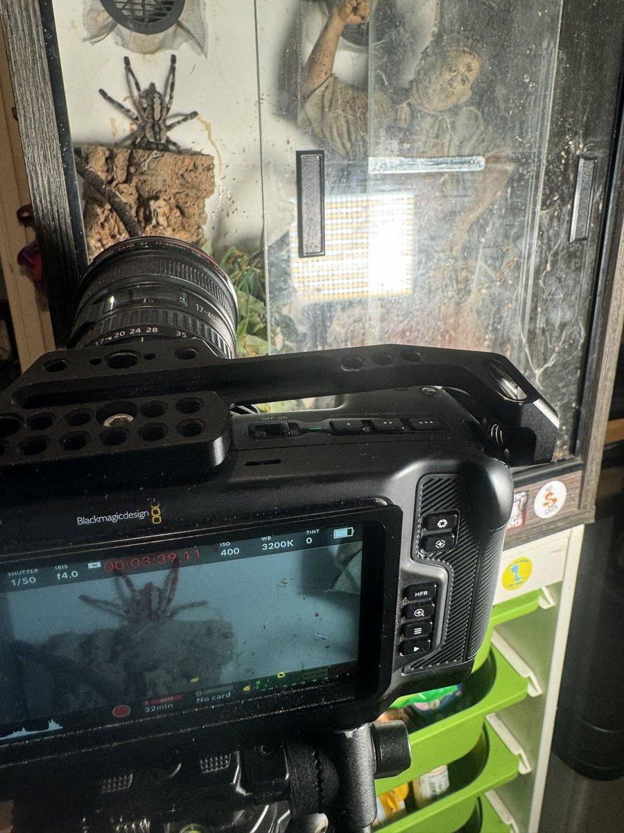 Got some more shots for Existence #filming #filmmaking #indiefilmmaking #gopro #blackmagic #tarantula #axolotl