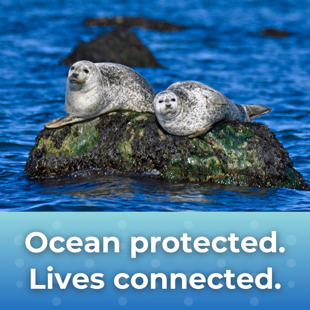 We’re excited to share that we’re starting the new year with a new strategic plan!

Over the next 10 years, An Aquarium Without Walls will put the intrinsic connection between humanity and the ocean at the forefront of everything we do as we work to ignite a new motivation yet