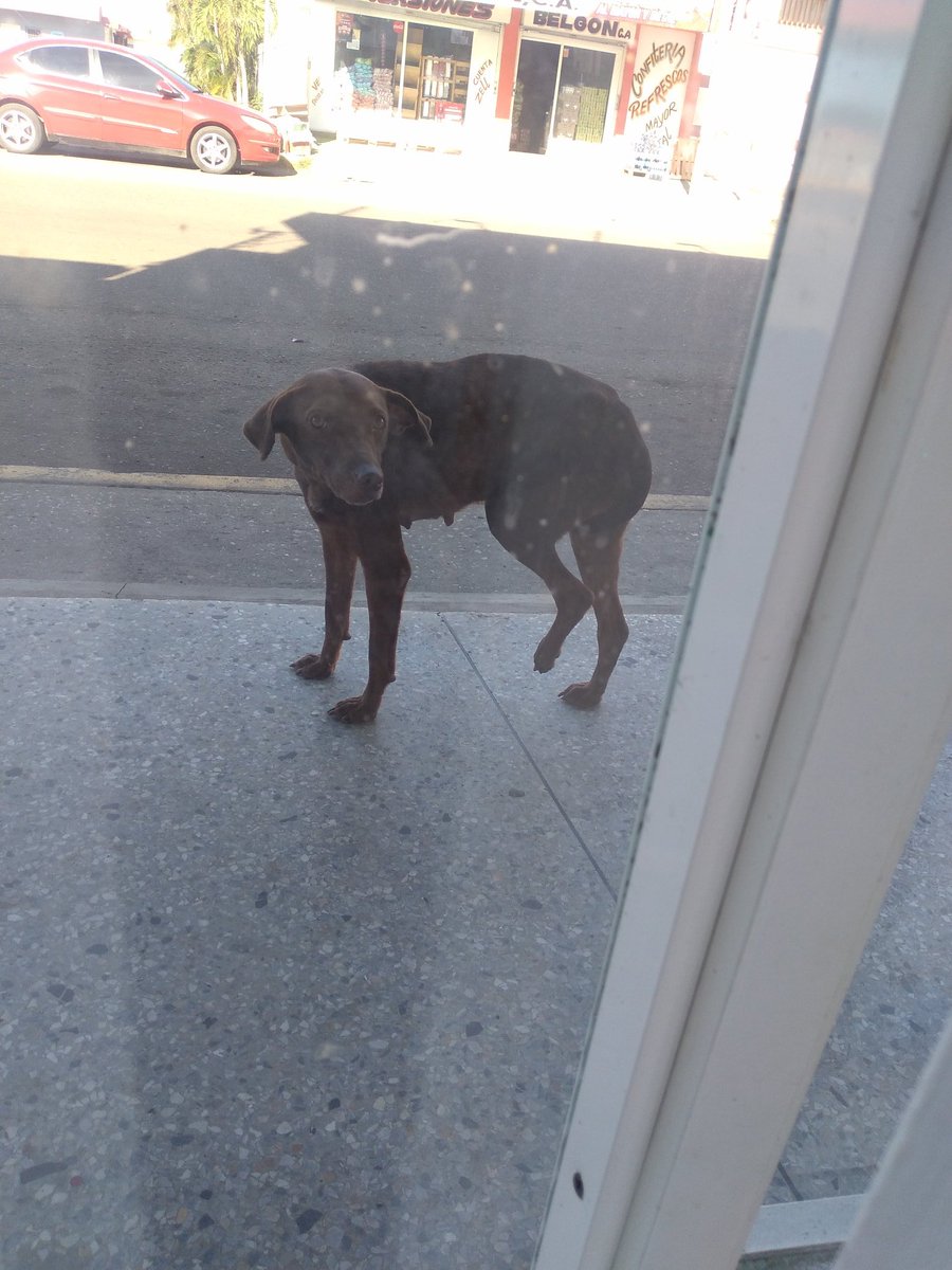 VictorEVilchez's tweet photo. Esta perrita tiene herida la pata de atrás desde los primeros días de diciembre y sigue así, la ayudo con comida y agua pero no se q más hacer. Tampoco tengo recursos para llevarla a un sitio, Maracaibo sector Los Plataneros @dominosita @AlexaGomezDos @FRAENKELE @ManuelConecta https://t.co/LntpmWjXuR