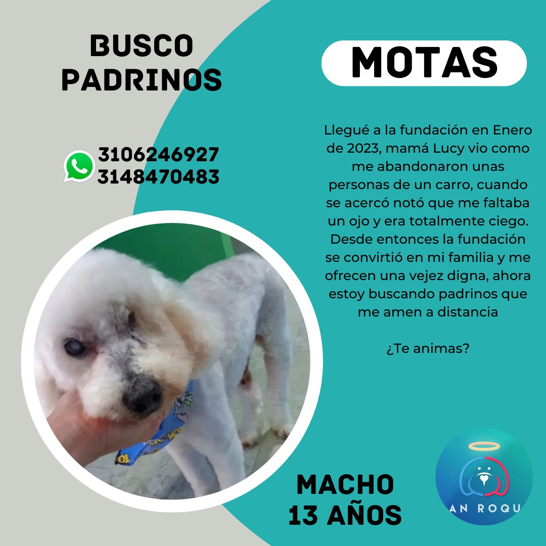 FundacionLucila's tweet photo. Este año inicia apadrinando un perrito sin hogar 🥹. Información en la última foto. https://t.co/HgNGR04dow