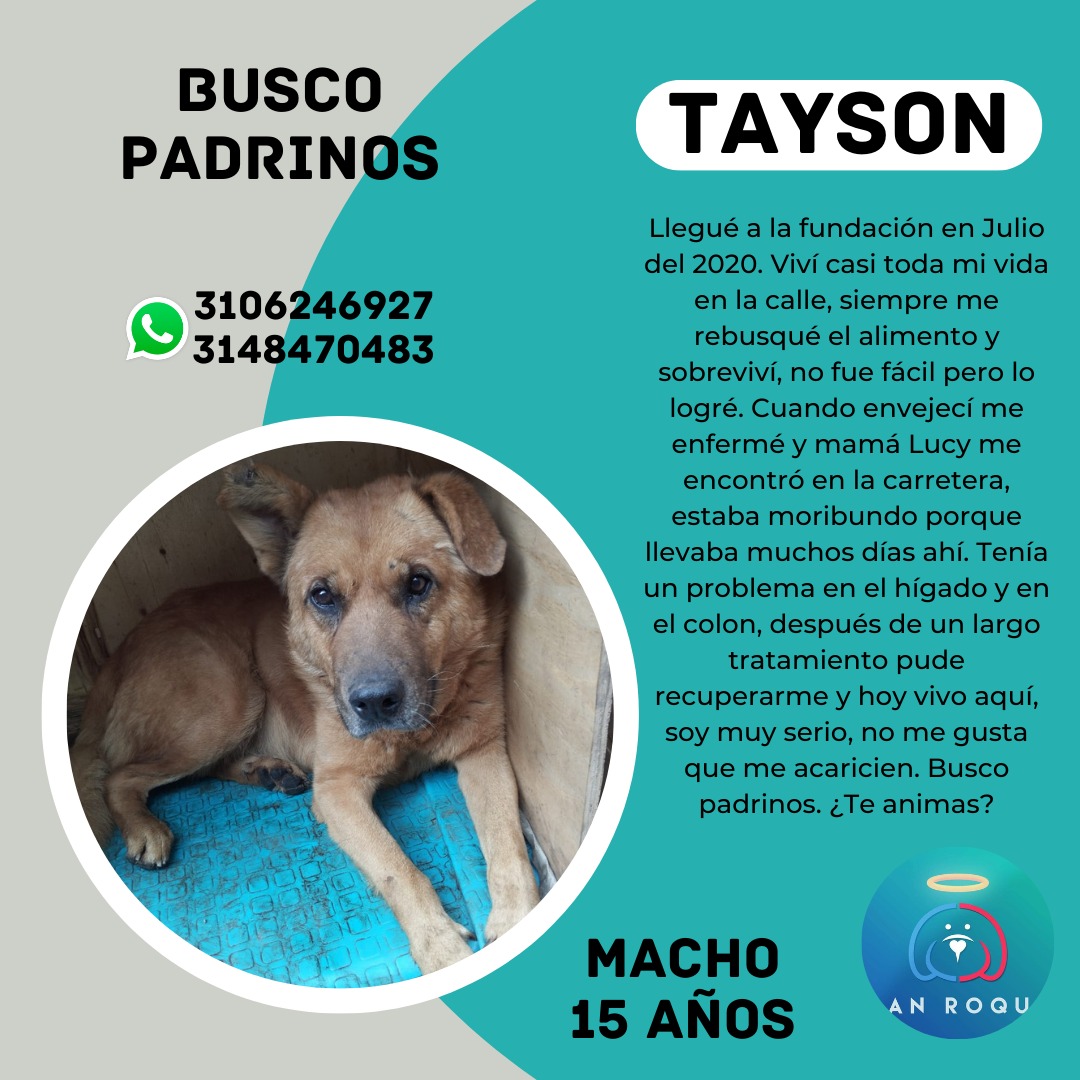 FundacionLucila's tweet photo. Este año inicia apadrinando un perrito sin hogar 🥹. Información en la última foto. https://t.co/HgNGR04dow