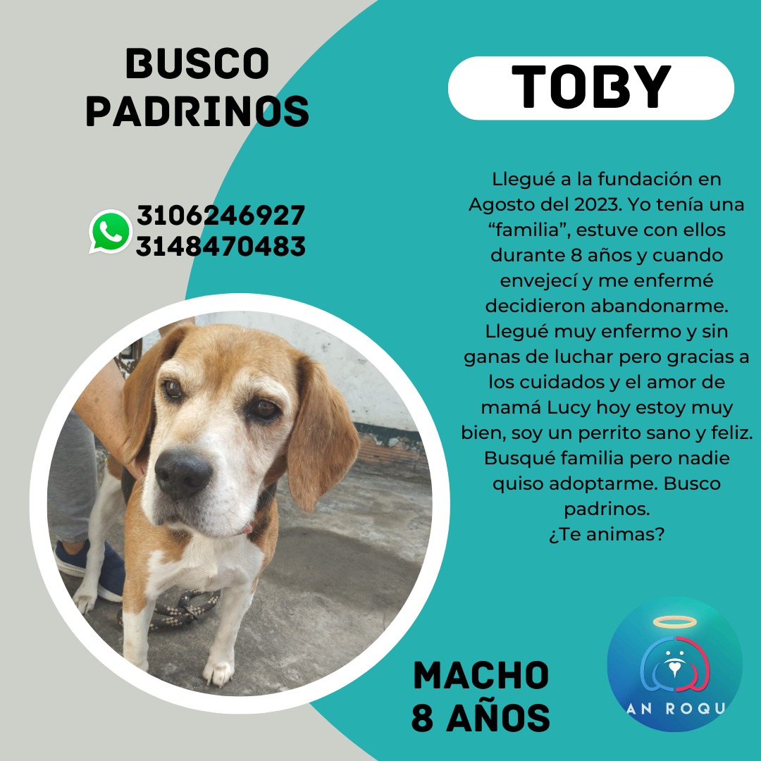 FundacionLucila's tweet photo. Este año inicia apadrinando un perrito sin hogar 🥹. Información en la última foto. https://t.co/HgNGR04dow