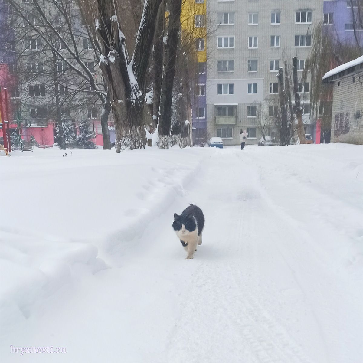 Крещенские #морозы пришли в #Брянск'ую область заранее. Уже 2.01.2024 г. столбик термометра опустится с -7°С до -18°С, а вот 3.01. синоптики обещают и вовсе -22°С.
bryanosti.ru/content/kreshc…
#зима #cat #котэ #погода #winter