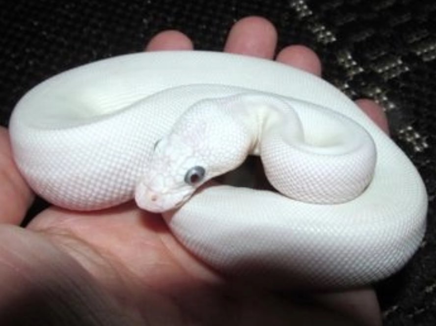 DeadBeatBarbie's tweet image. I’m getting a beautiful snake for Christmas and I now need to think of an inspiring (no lol Mortal Kombat) name 🥲🥺 #royalpython #ballpython #blueeyedlucy #MortalKombat