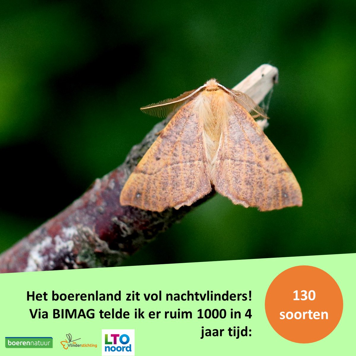 Karin_B_E's tweet photo. 🦋 Dit jaar telden we met 150 #boeren een recordaantal nachtvlinders van 25.000 (verdeeld over ruim 400 verschillende soorten) in agrarisch gebied door heel NL.

Zoals deze👇 gepluimde spanner 📸 8 okt.

#BIMAG #insectenopdeboerderij #mottenspotten #vlinders #vlindermaand https://t.co/bniPKfn3px