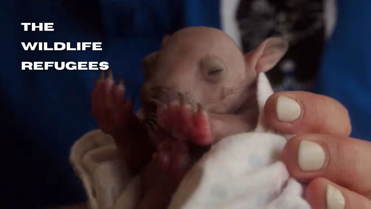 rockitaerials's tweet photo. Excited to share this trailer for a documentary I am producing to advocate for Australian Wildlife !  Check out the trailer here:  https://t.co/FNh0UaVX5k  
#biodiversity #wombats #wildlife #Canberra https://t.co/vYbItGf6Pd