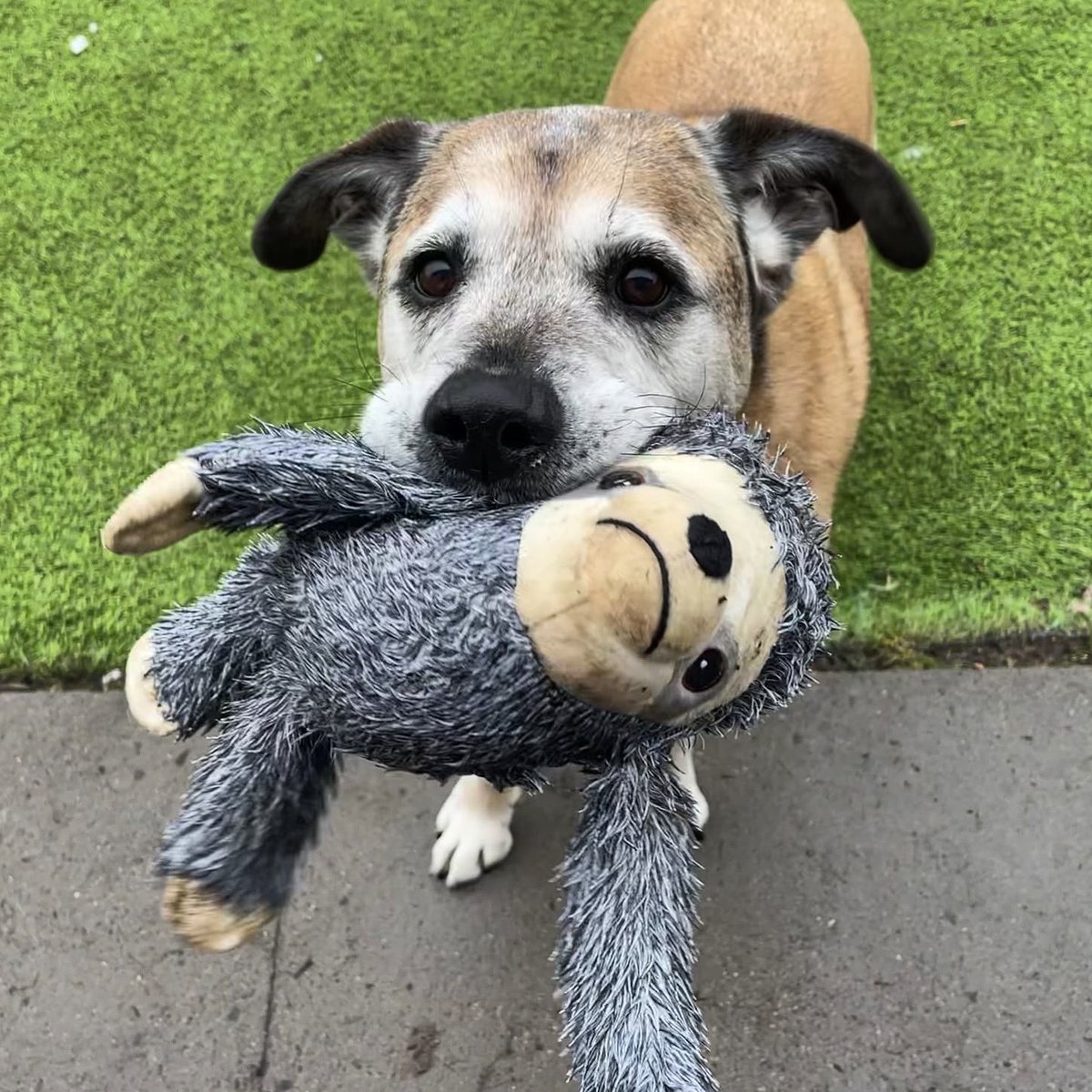 Please retweet to help Binx find a home #EDINBURGH #Scotland  Aged 8 this poor boy has been waiting for over 2 years for a home. He's housetrained, good in the car can be left for short periods. Binx is looking for a quiet adult home as the only pet ✅
DETAILS or APPLY👇