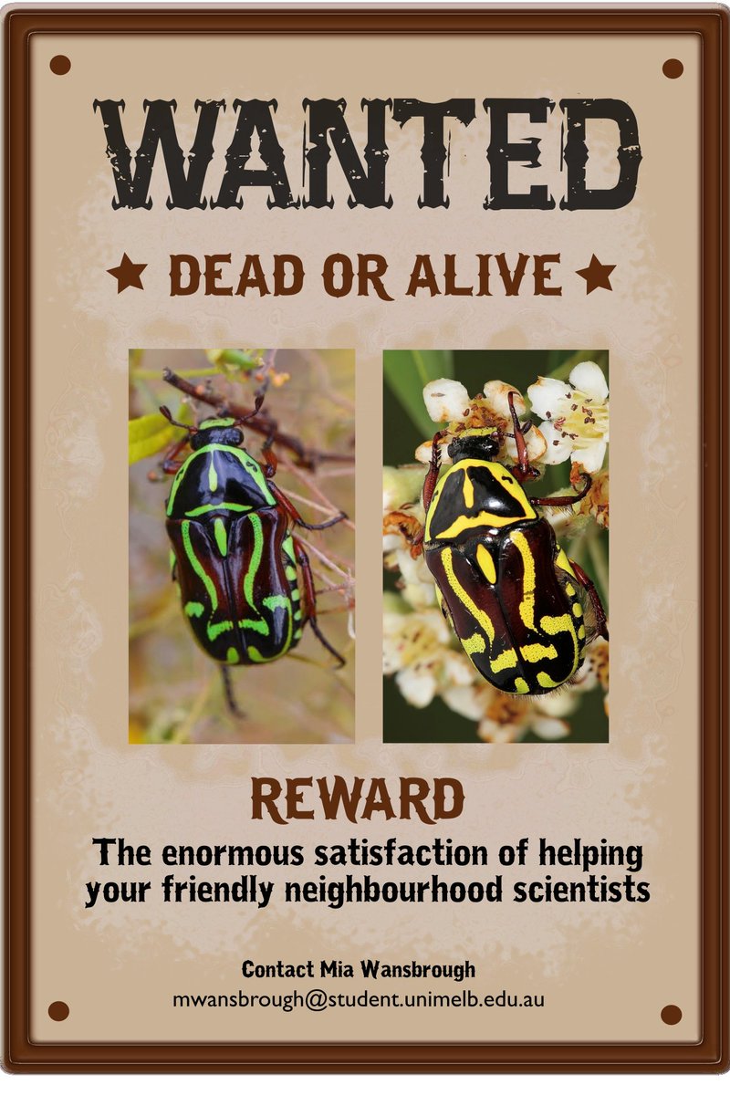 New year, new projects! 🎉🎉💥 Can u plz help us find the new 🪲? 🙏🙏🙏 If you send 🪲to us, we will put them in a nice venue and give them 5⭐ food, so they lay 🥚s. #beetles #colsci #insects