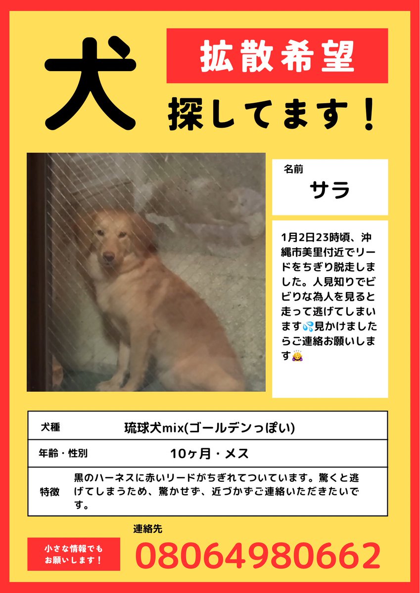 miusyannn's tweet photo. 似てる犬だけど違うかも。。。と思っても連絡くれると助かります😭 https://t.co/Tz0QdJWLcr