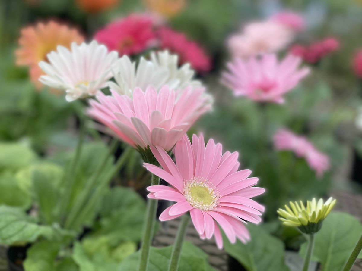 おはようございます。

皆さまの暖かいお気持ちに感謝します。
私は元気です。

大きな地震でした。
被害に遭われた方はまだまだ先が長いと思われます。
どうかお身体に気をつけてお過ごしください。