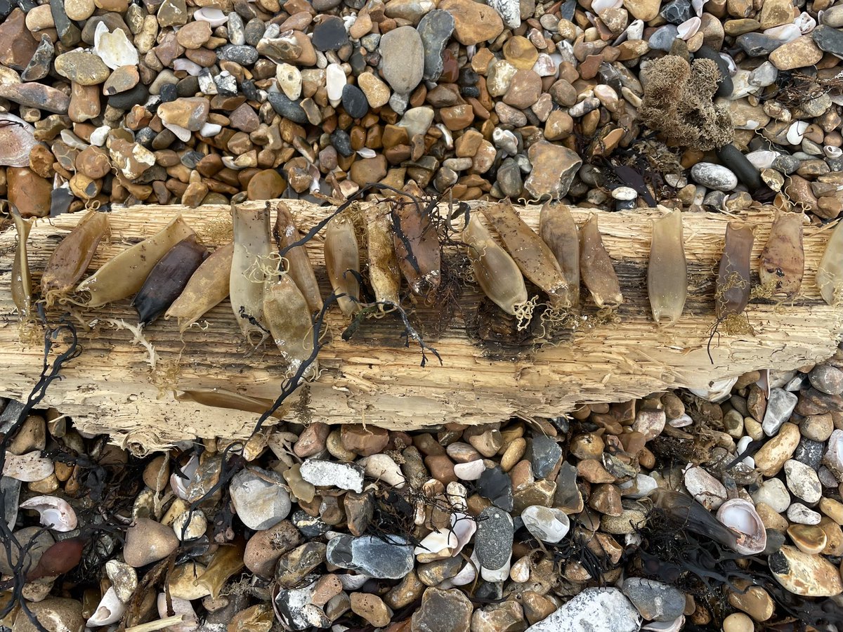 Hayley_Bone's tweet image. Beautiful egg cases my little boy found! We think they’re #smallspottedcatshark #sharks #Sussex #Beach