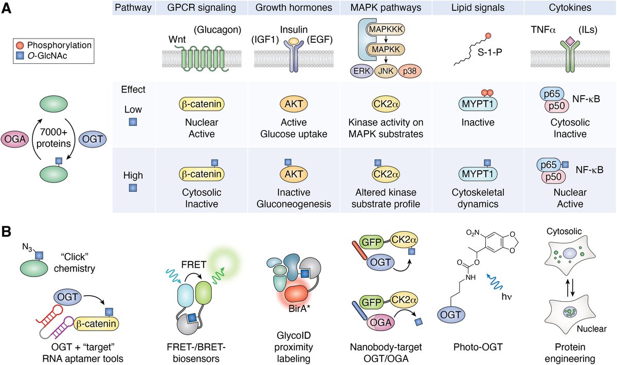 Charlie Fehl (@charliefehl) on Twitter photo Happy New Year from the <a href="/FehlLab/">Fehl-Lab</a>! Congrats to Garry (<a href="/mmimmzie/">Garry Leonard (Personal)</a>) and Dr. Zack Nelson for a thorough review of O-GlcNAc modification functions on signaling proteins, out now in <a href="/jbiolchem/">Journal of Biological Chemistry</a> Check it out here: sciencedirect.com/science/articl… #glycotime #OGlcNAc #JBC #signaling #chembio Happy New Year from the <a href="/FehlLab/">Fehl-Lab</a>! Congrats to Garry (<a href="/mmimmzie/">Garry Leonard (Personal)</a>) and Dr. Zack Nelson for a thorough review of O-GlcNAc modification functions on signaling proteins, out now in <a href="/jbiolchem/">Journal of Biological Chemistry</a> Check it out here: sciencedirect.com/science/articl… #glycotime #OGlcNAc #JBC #signaling #chembio
