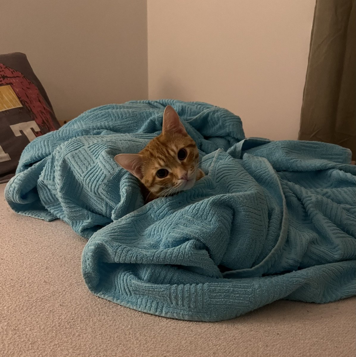 AmeliLens's tweet image. Najveca ljubav u univerzumu