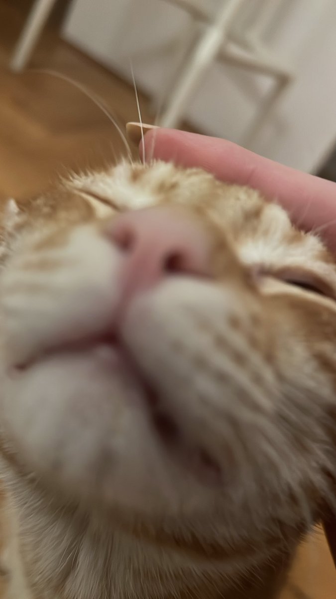 AmeliLens's tweet image. Najveca ljubav u univerzumu