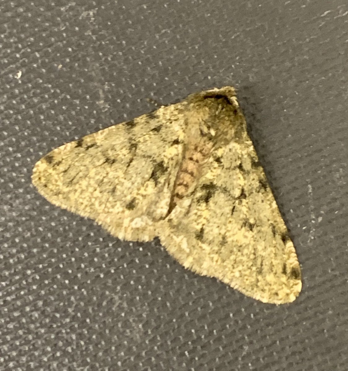 #12DaysWild 
Tonight moths were on the wing, not deterred by rain. 
A male pale brindled beauty on the window attracted by the kitchen light. Females are wingless. The males search for females on the bark of trees. Males are variable in colour and fly from January to March.