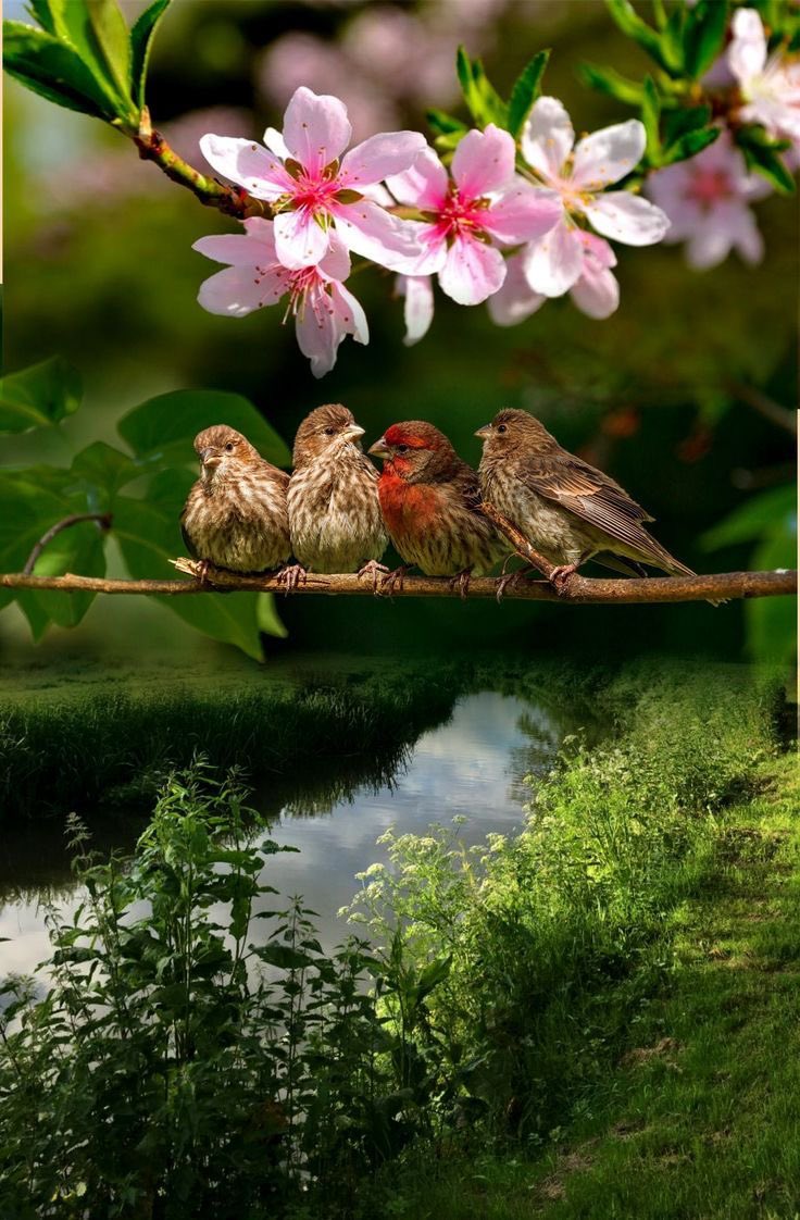 CorellaTej7982's tweet photo. #Wednesdayvibe #WednesdayMotivation #wednesdaythought #weddingday #birds #gorgeous #piopio #pajaritos #oiseaux #pardals #ocells b#aves https://t.co/bCkLlGutmn