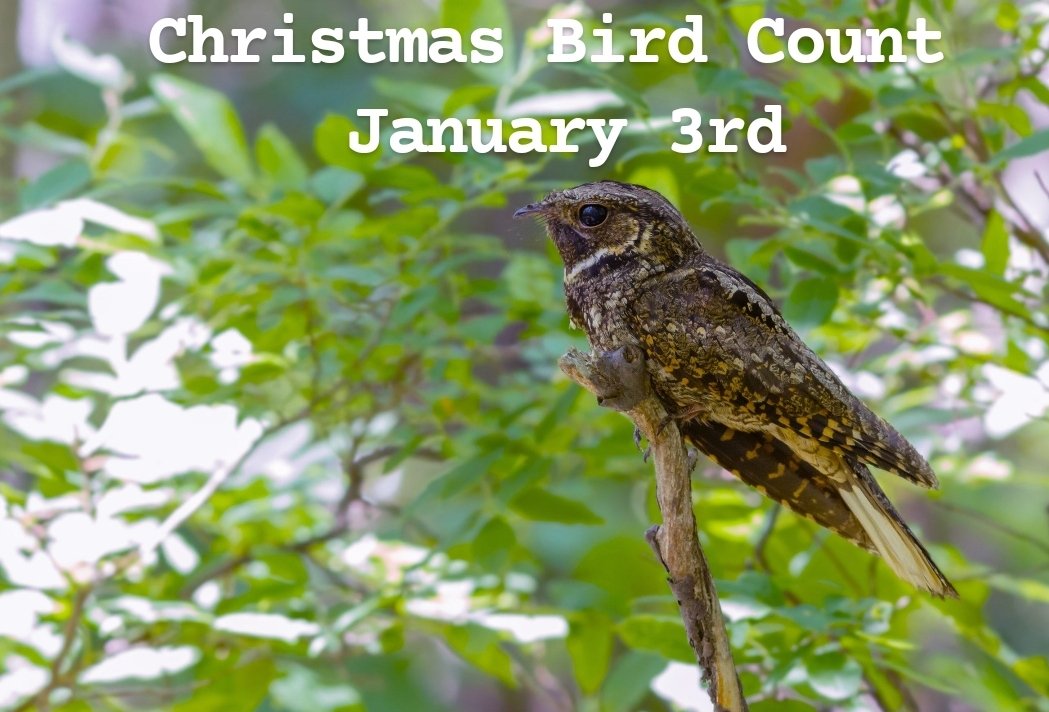 The Annual Saugeen Shores Christmas Bird Count takes place all day on January 3rd. You may see people 'Birders' around town sporting binoculars and clip boards. Do not be alarmed, as these dedicated avian enthusiasts are playing a vital role in preserving our ecosystem. #ssps2024
