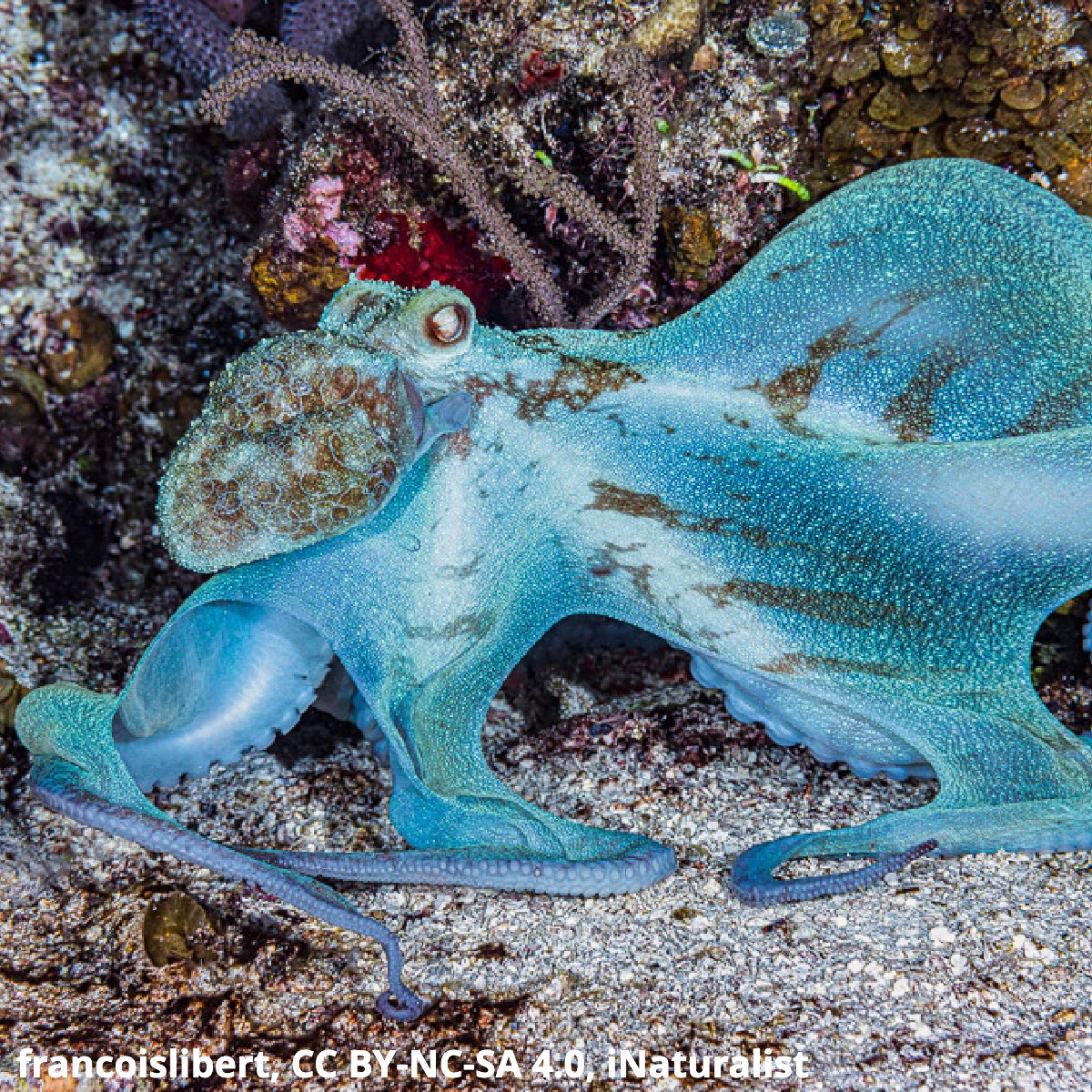 Meet the Caribbean reef octopus! It’s distinguished by its eye-catching blue coloring, but this master of disguise can change its looks in an instant. Like other octopuses, it uses pigmented cells in its skin, called chromatophores, to alter its appearance.🐙