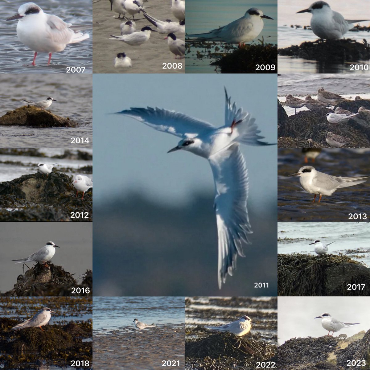 Photo montage of the Forster's Tern seen on a regular basis in Galway over 20 years. Usually over winters in Galway. Unfortunately not seen this winter season. Forster's Tern Sterna forsteri Geabhróg Forster @BirdWatchIE @BirdGuides