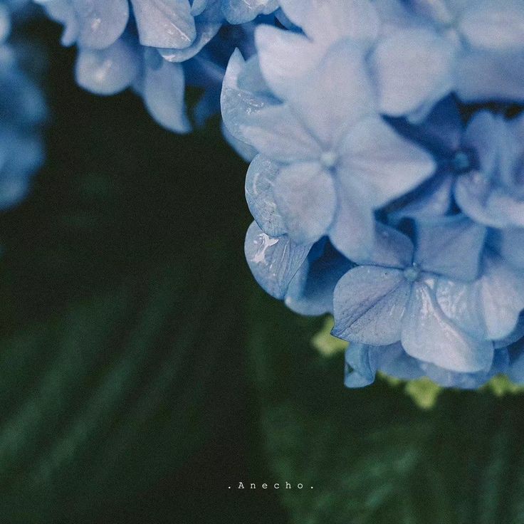 k4yiz_'s tweet photo. ★﹒ “Perfeita Floriografia.” - JOESARWEEK, day 2. 🪷
‘ Onde todos os dias Joui aparece na floricultura de Kaiser, e um dia ele começa a perguntar sobre as flores favoritas dele, Kaiser não sabe o porquê disso. ’
#OrdemParanormal #oShippParanomal #joesarweek https://t.co/w4xMiTylfq