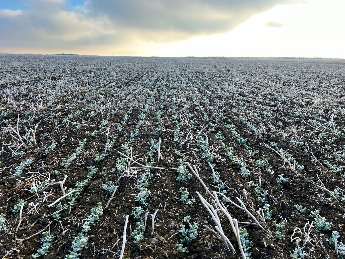Winterberry winter pea! 
Will see if it survives winter well, the staging should be about correct as side branches are just starting (smaller vs last winter where it did not survive well)
#WestCdnAg