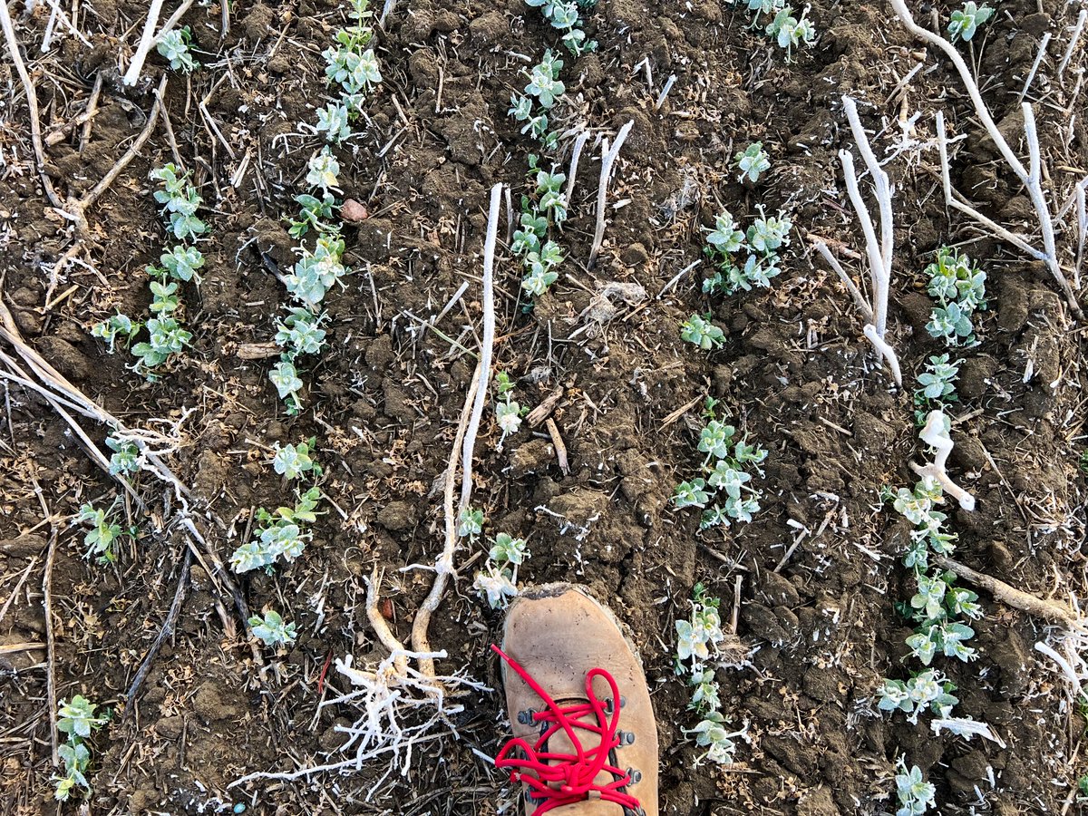 Stamp Seeds 🌱 tweet media