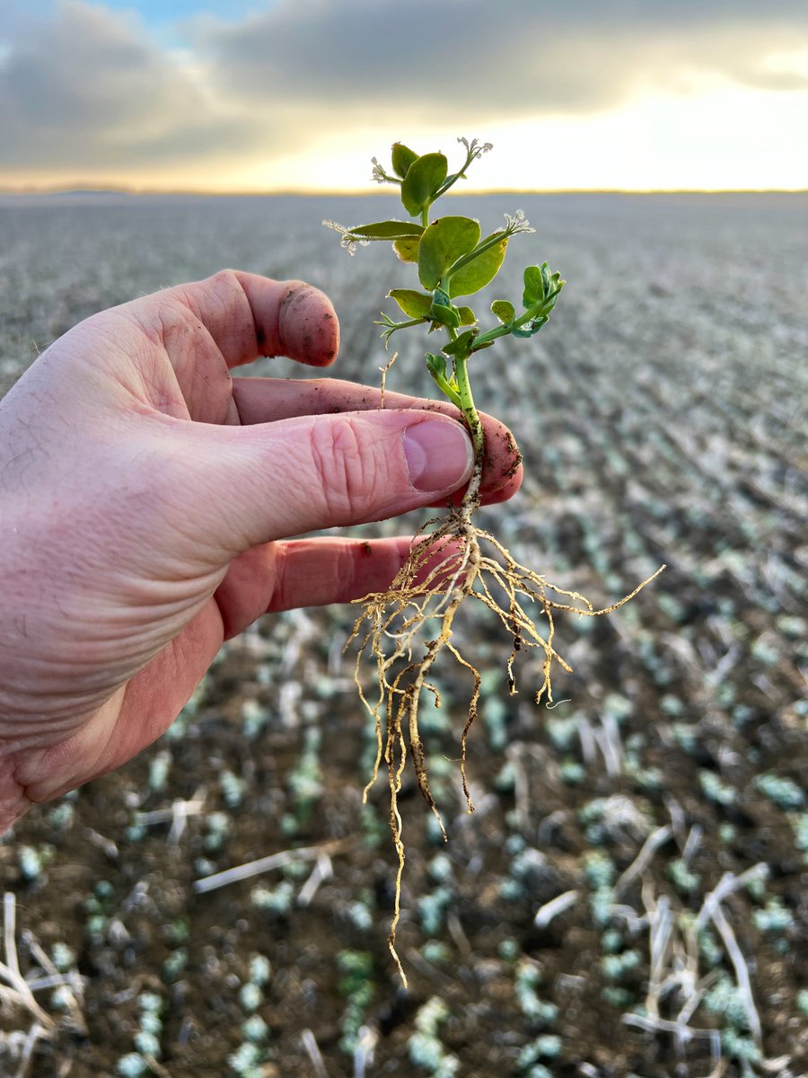 Stamp Seeds 🌱 tweet media