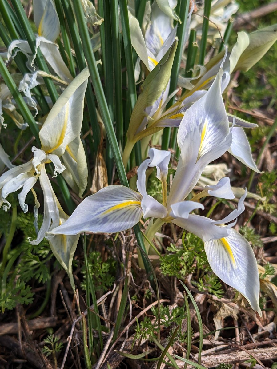 The most northerly population of Iris vartanii, flowering in perfusion in the Upper Galilee, a year ago today, a different time.