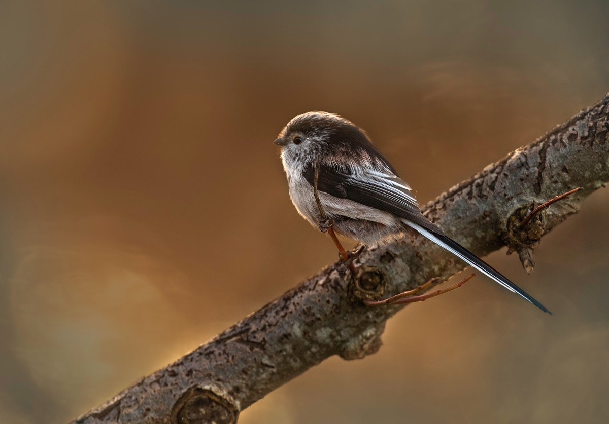 fiona4fiona's tweet photo. Long Tailed Tit in Winter sun…..
#longtailedtit #scottishborders #bemersyde @ScotWildlife @RSPBScotland @SWTBorders https://t.co/yxy2wM25Kb