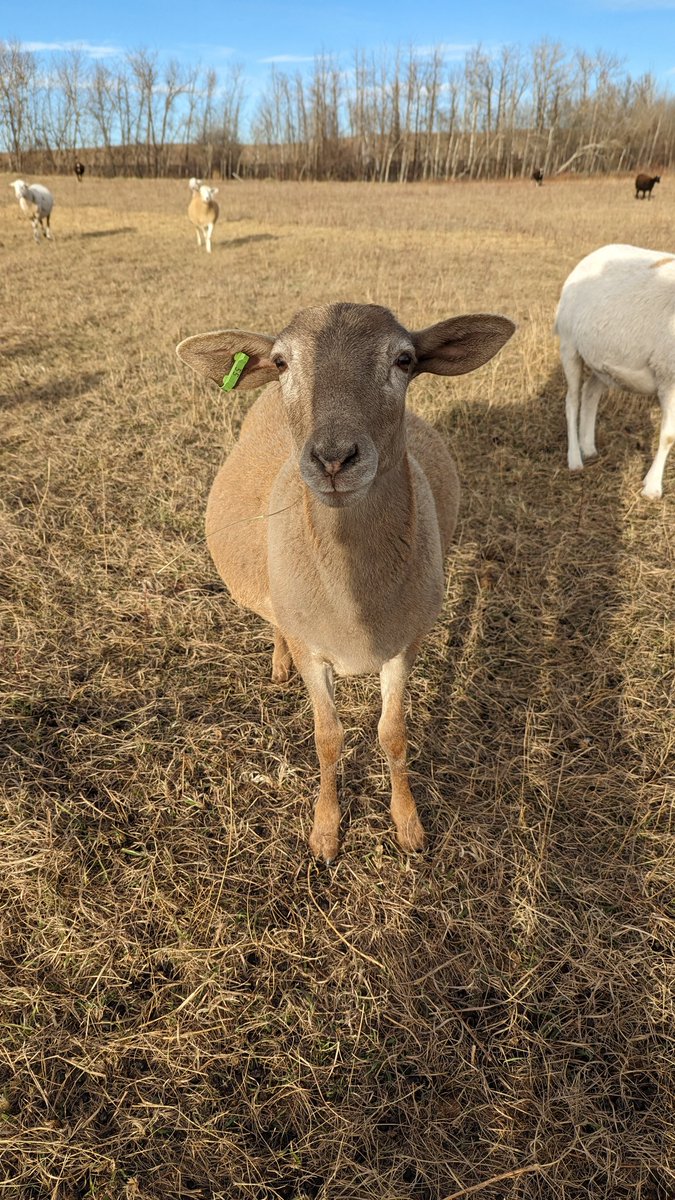 Adam French tweet media