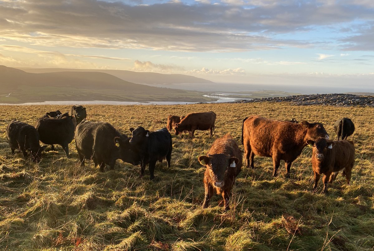 abbeyhilldexter's tweet image. A break in the rain😊#dexters #farming #nature