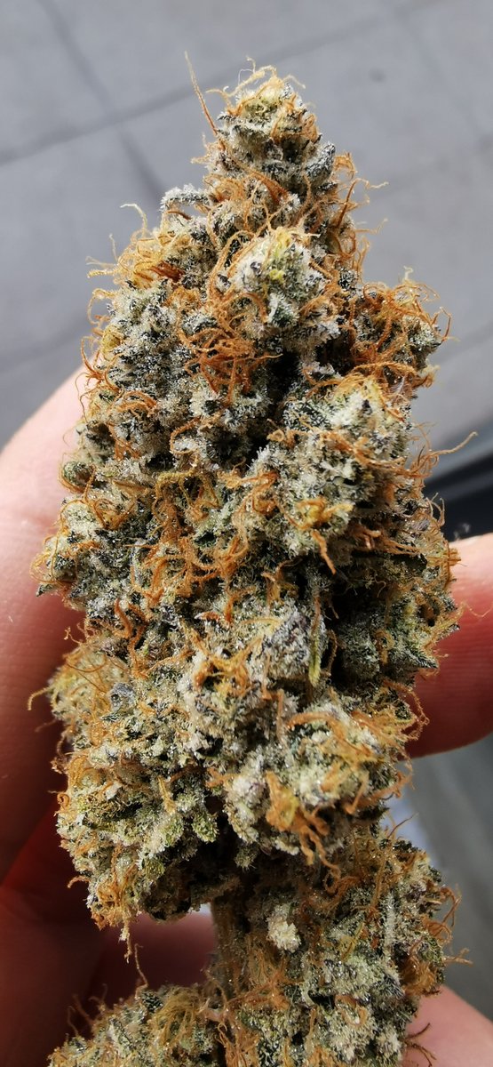 freaksofnaturez's tweet photo. My recipe for GREAT weed in 2024 🍃

1. Get anything from @InhouseGenetics with Platinum in it.
2. Stick it in an @autopotusa and set to bake 
3. Finish it with @greenhouseseeds booster until it's completely frozen 
4. Dry it in a WeDryerXL.

Absolutely dripping with that THC🍯 https://t.co/YRKsKc3yoo