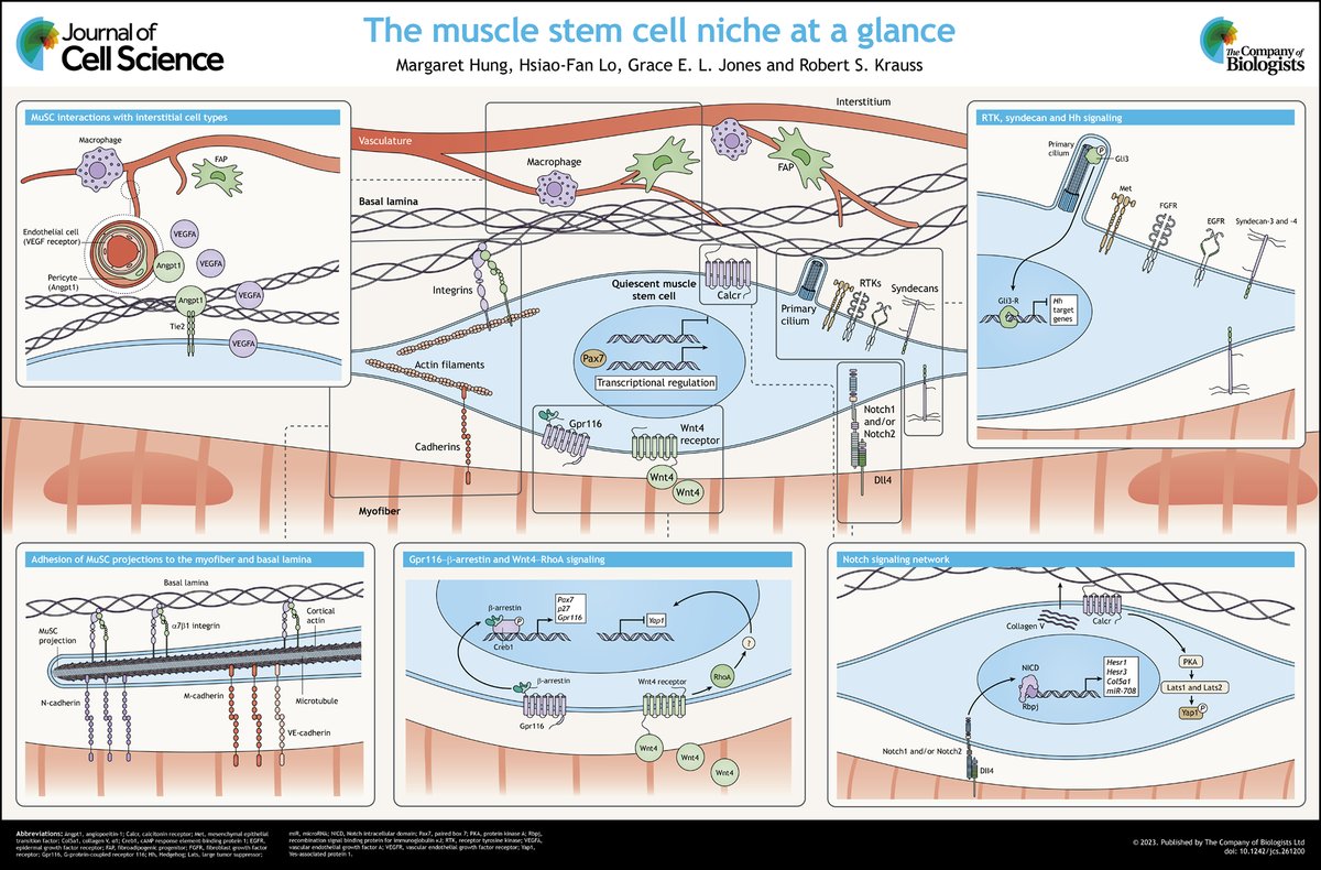 Krauss Lab🐣🔬 (@krausslab) on Twitter photo We are very pleased to have our review on the MuSC niche featured in the last <a href="/J_Cell_Sci/">J Cell Science</a> issue of 2023. Wishing everyone a happy 2024!
journals.biologists.com/jcs/article/13… We are very pleased to have our review on the MuSC niche featured in the last <a href="/J_Cell_Sci/">J Cell Science</a> issue of 2023. Wishing everyone a happy 2024!
journals.biologists.com/jcs/article/13…