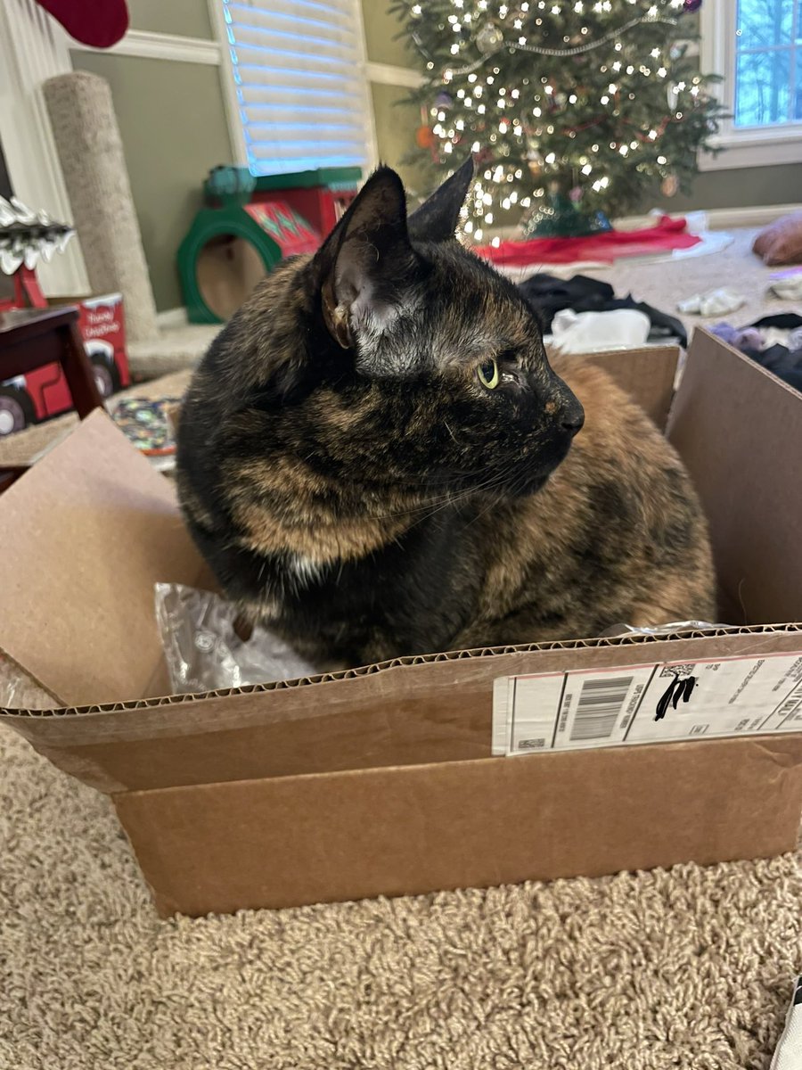 lotcatnip's tweet image. Opening my SecretJunta gift was a delight! @harharbinks you really made my day. A book & cats tote is so me. I love the earrings and the coffee ornament…. It’s all perfect. Thank you so much! Millie says thanks for the box.
@phishtwibe