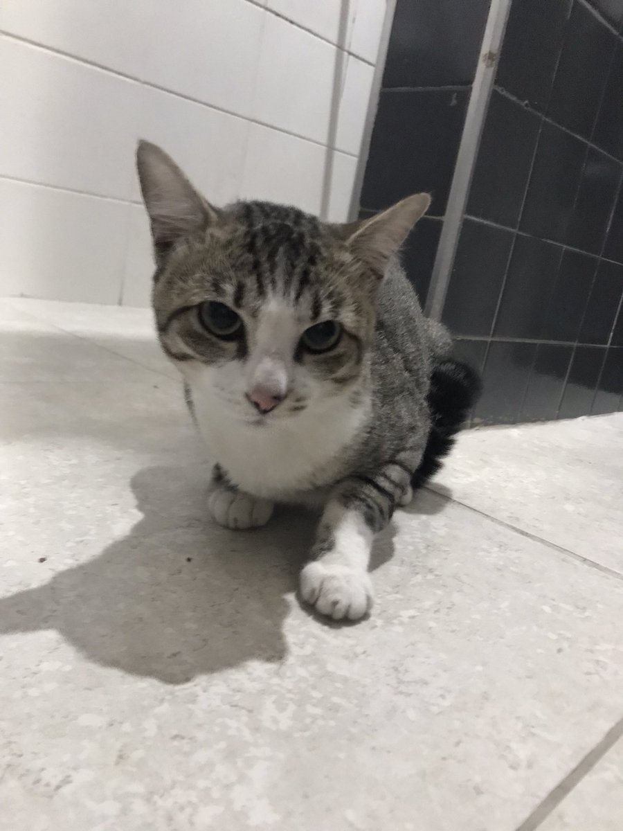 lucasotna's tweet photo. ACHEI UM GATO PERDIDO 

Achei esse lindo é possivelmente ele fugiu (esta bem cuidado) 

Por favor me ajudem compartilhando

ZL - vila formosa - sp https://t.co/DFvwXmO8Zn